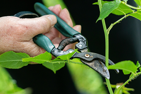 Shrub removal in Detroit
