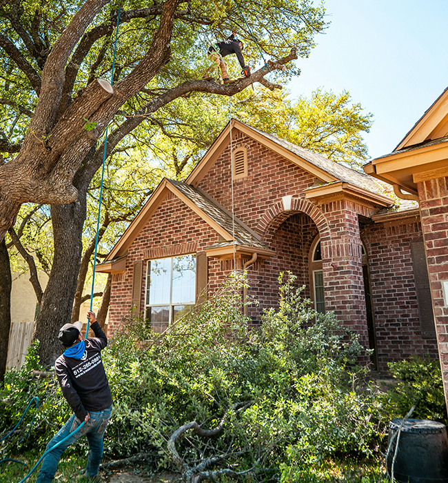 Detroit tree services