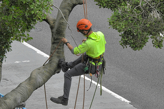 Tree care in Bloomfield MI