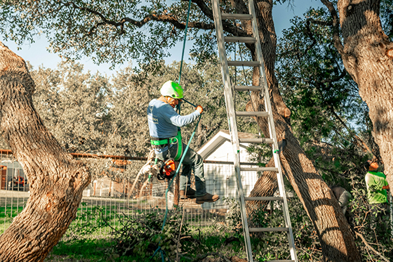Tree care in Grosse Pointe