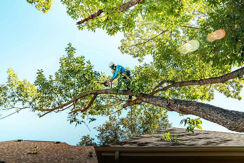 Tree service in Rover Rouge MI