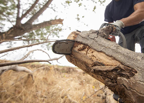 removal tree service in Trenton before stump grinding 