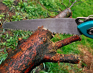 Someone cutting a tree