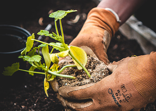  hands during tree care session to plant trees