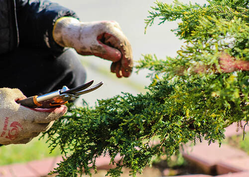  man hired to trimm trees, trimming in Romulus, MI. 