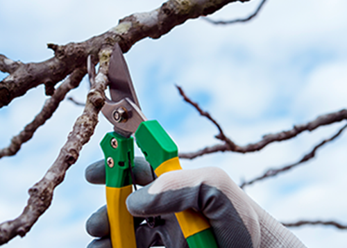  professsional trimming trees in a back yard as part of tree service