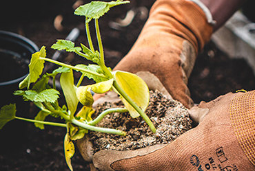   worker hands planting trees in Van Buren County and nearby Garden City, MI. 