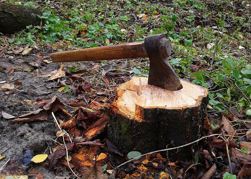  Axe, from tree service locally operated company, on stump for stump removal in Melvindale, MI