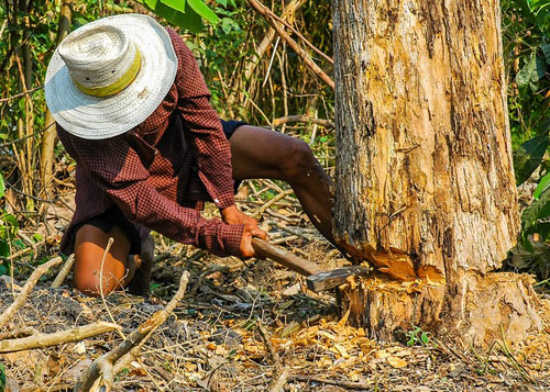  worker doing a tree removal service in Romulus, MI