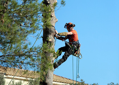 Someone getting a tree removed