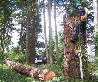 completed tree removal service by a professional  of one of our tree services in Grosse Ile, MI for businesses.