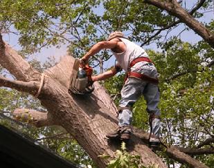  best tree service in Commerce Township Michigan