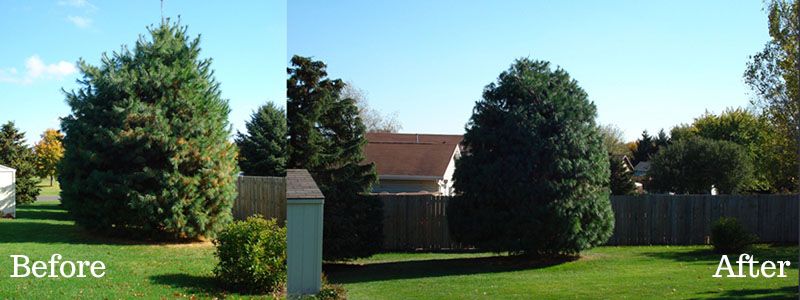 The best tree pruning services in Detroit, Michigan